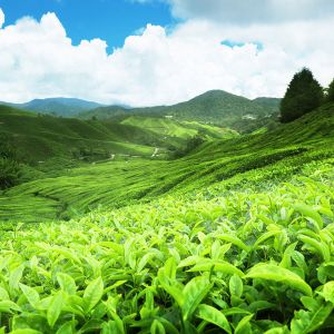 Travel-agents-in-Colombo-Sri-Lanka-airtickets-cheap-tickets-flydubai-inbound-tours-outbound-tours