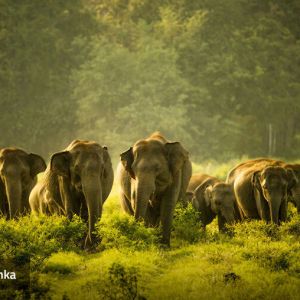 Travel-agents-in-Colombo-Sri-Lanka-airtickets-cheap-tickets-flydubai-inbound-tours-outbound-tours