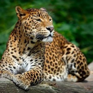 Travel-agents-in-Colombo-Sri-Lanka-airtickets-cheap-tickets-flydubai-inbound-tours-outbound-tours